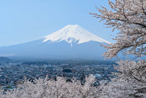 fuji-san-hanami