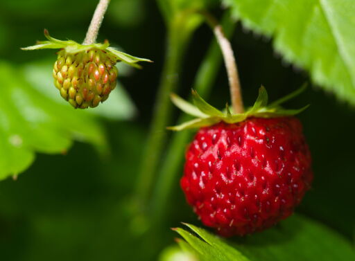 strawberries