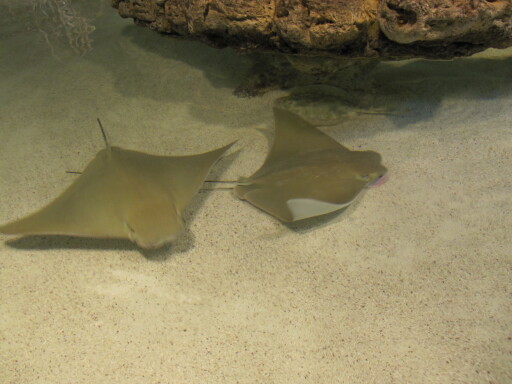 IMG 3546