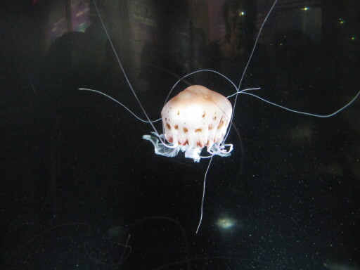 IMG 3564