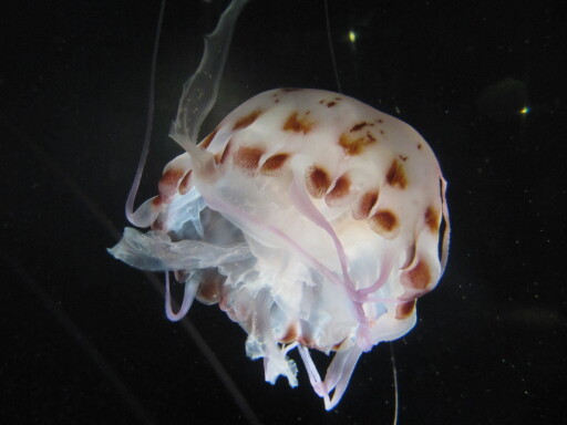IMG 3565
