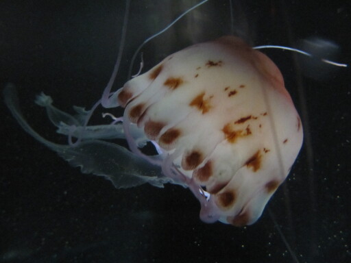 IMG 3566