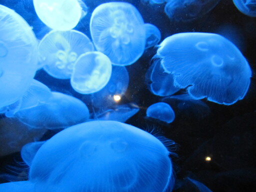 IMG 3575