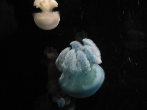 IMG 3583