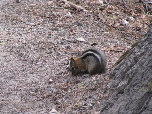 IMG 3688