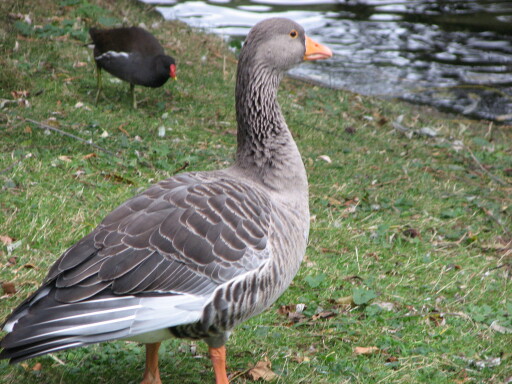 IMG 3694