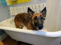 polka-bath